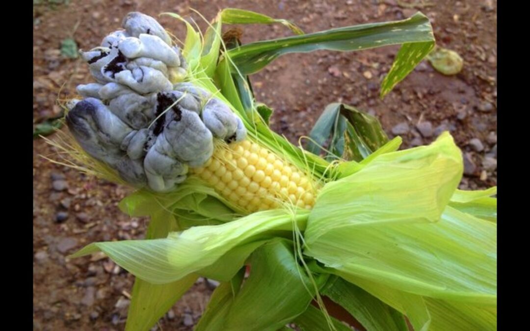 Delicious Or Disgusting Exploring The Corn Smut Taste »