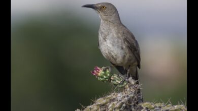 Huitlacoche Bird