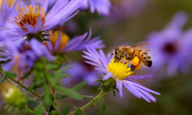 Winter Bee Hive Wraps