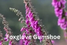 Foxglove Gumshoe