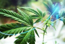 5StarsStocks.com Cannabis